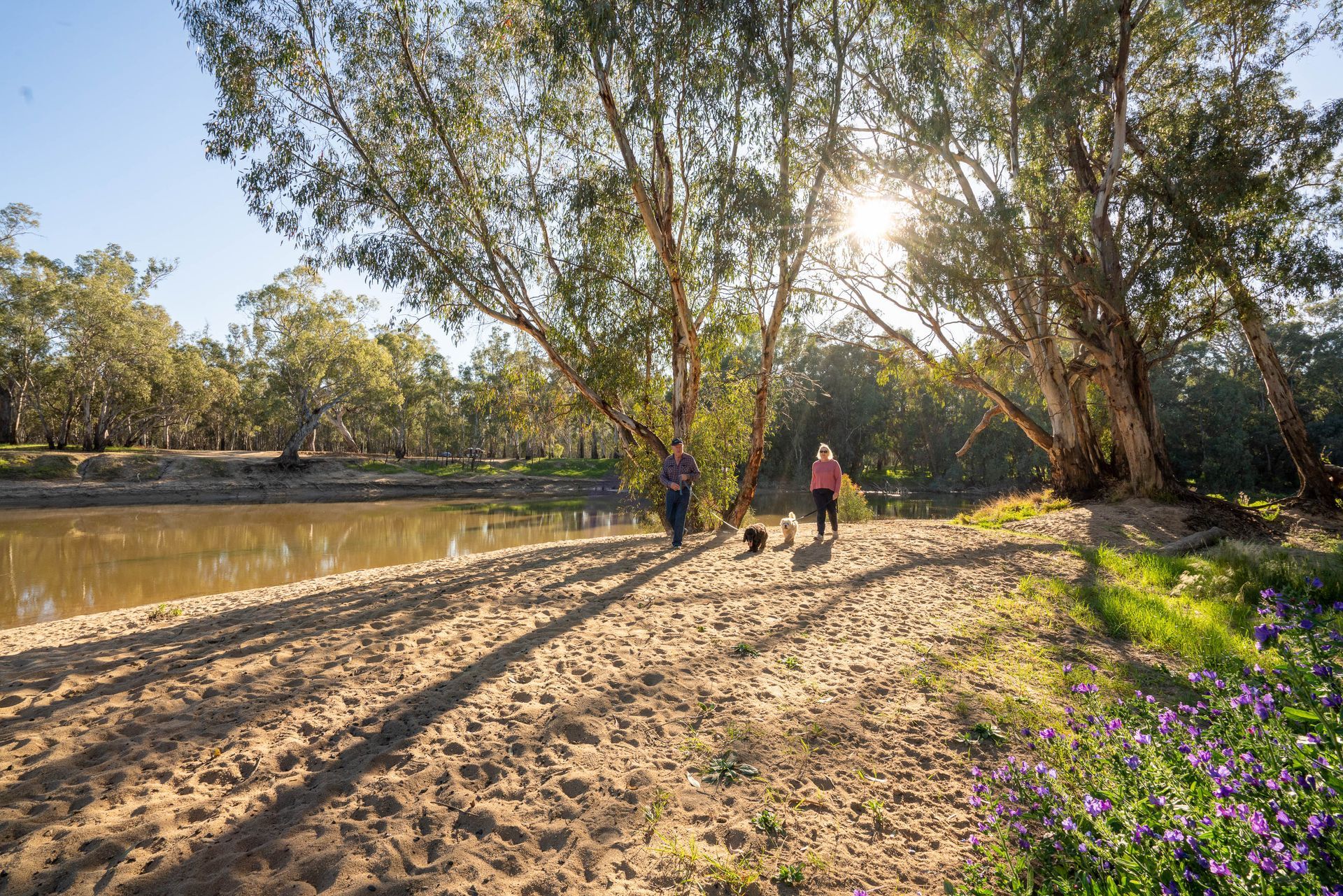 river with tree swing