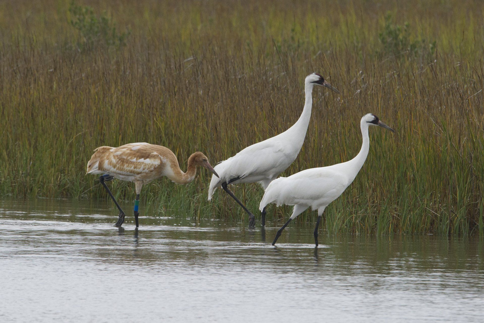 Whooping Crane Festival