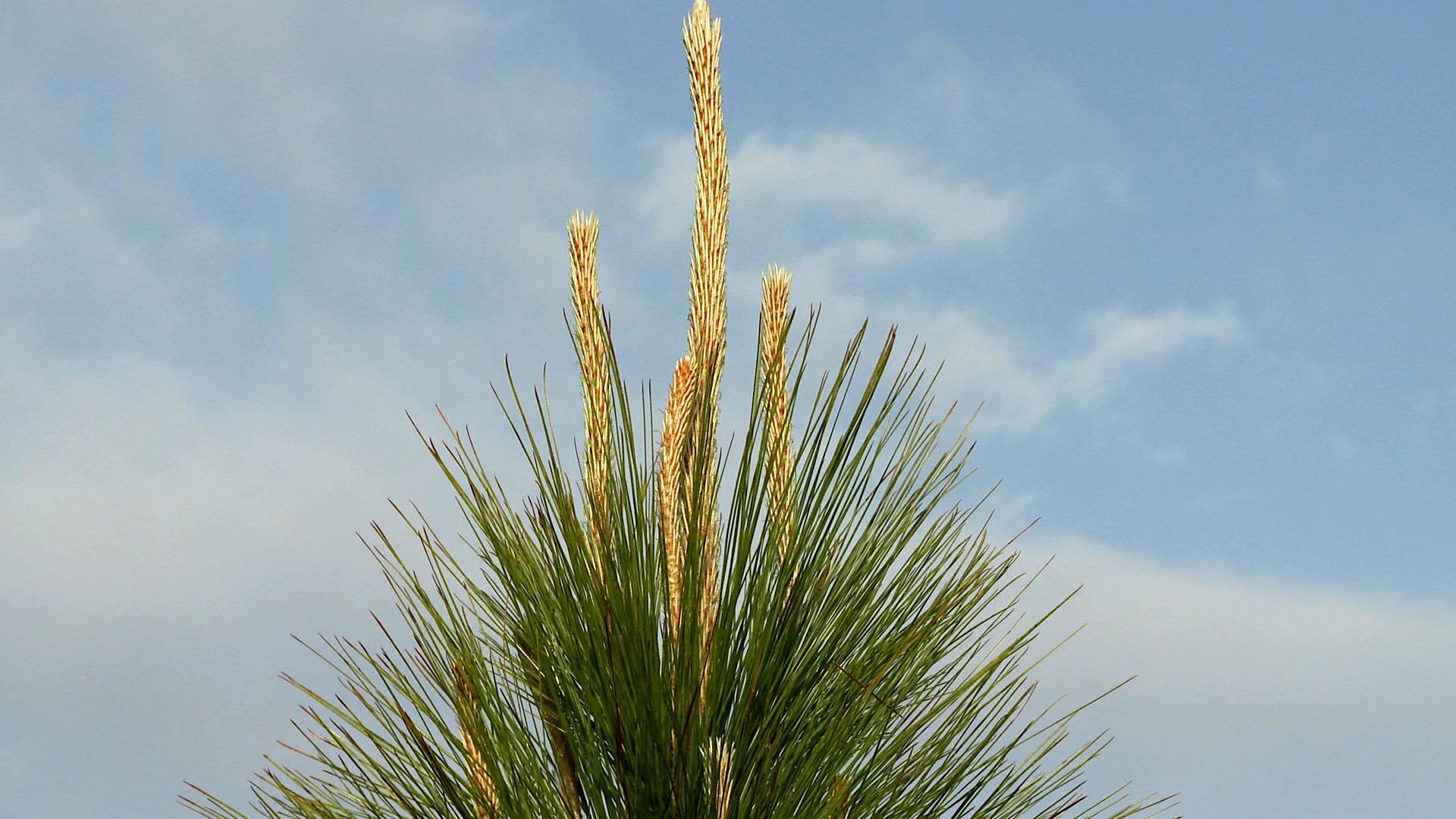 Longleaf Pine tree