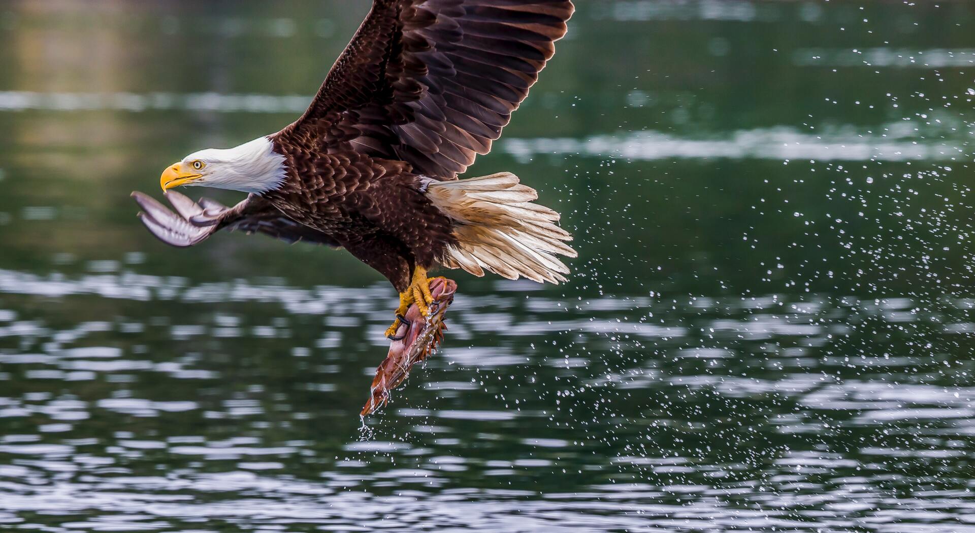 Bald Eagles are fishing eagles - Photo by Thomas Lipke on Unsplash