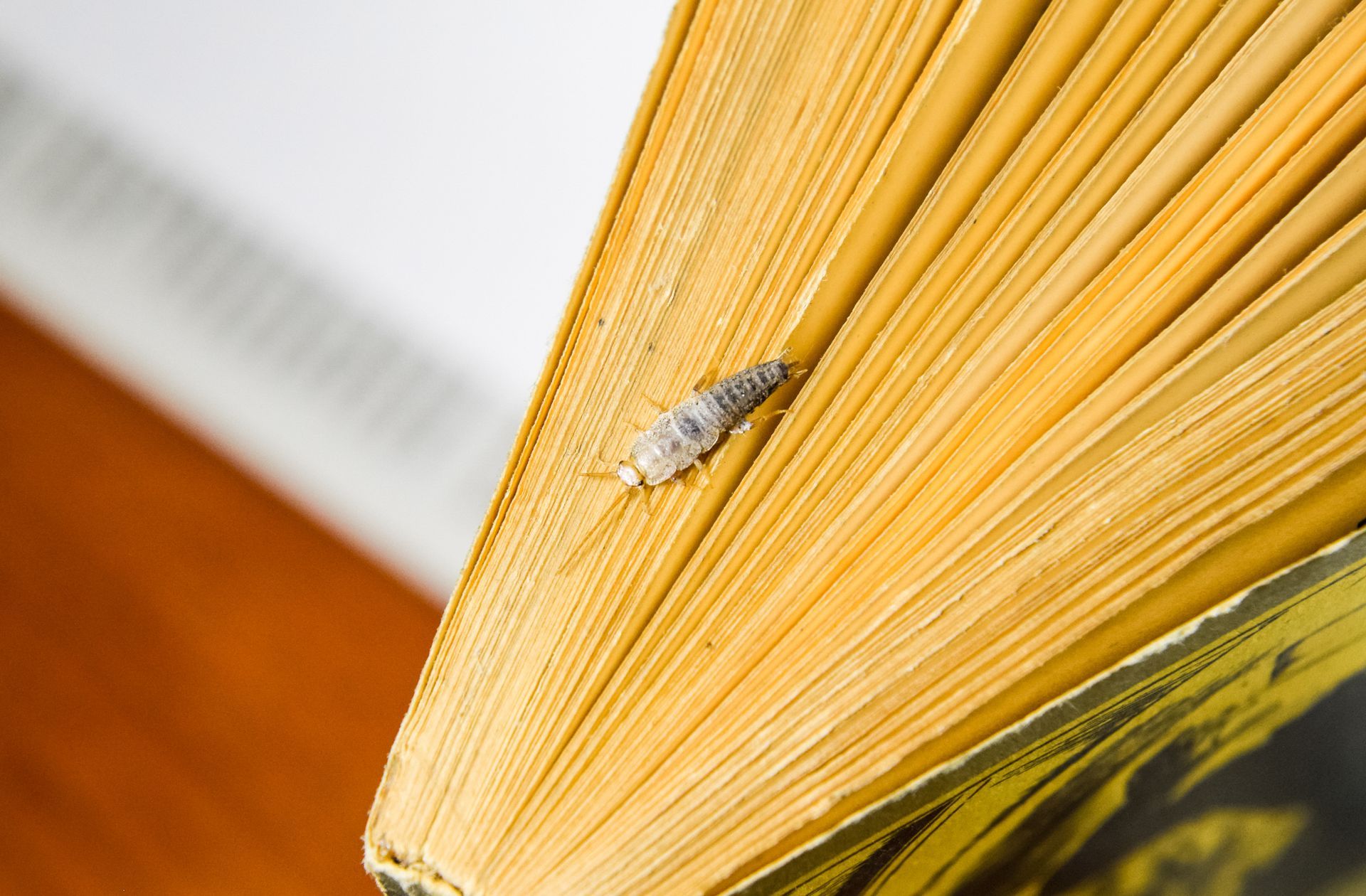 Silverfish eating book