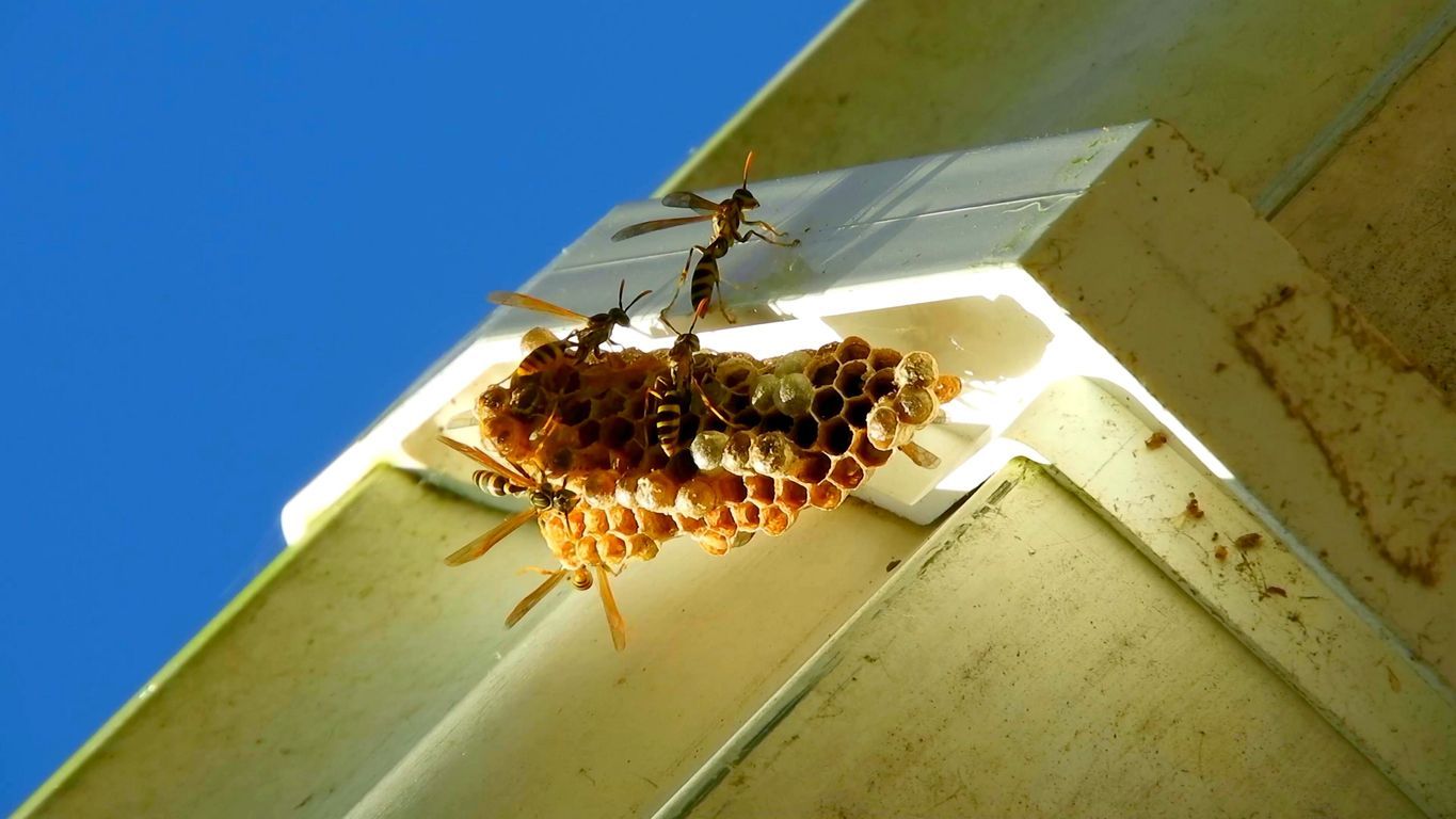 Wasp Nest in Home