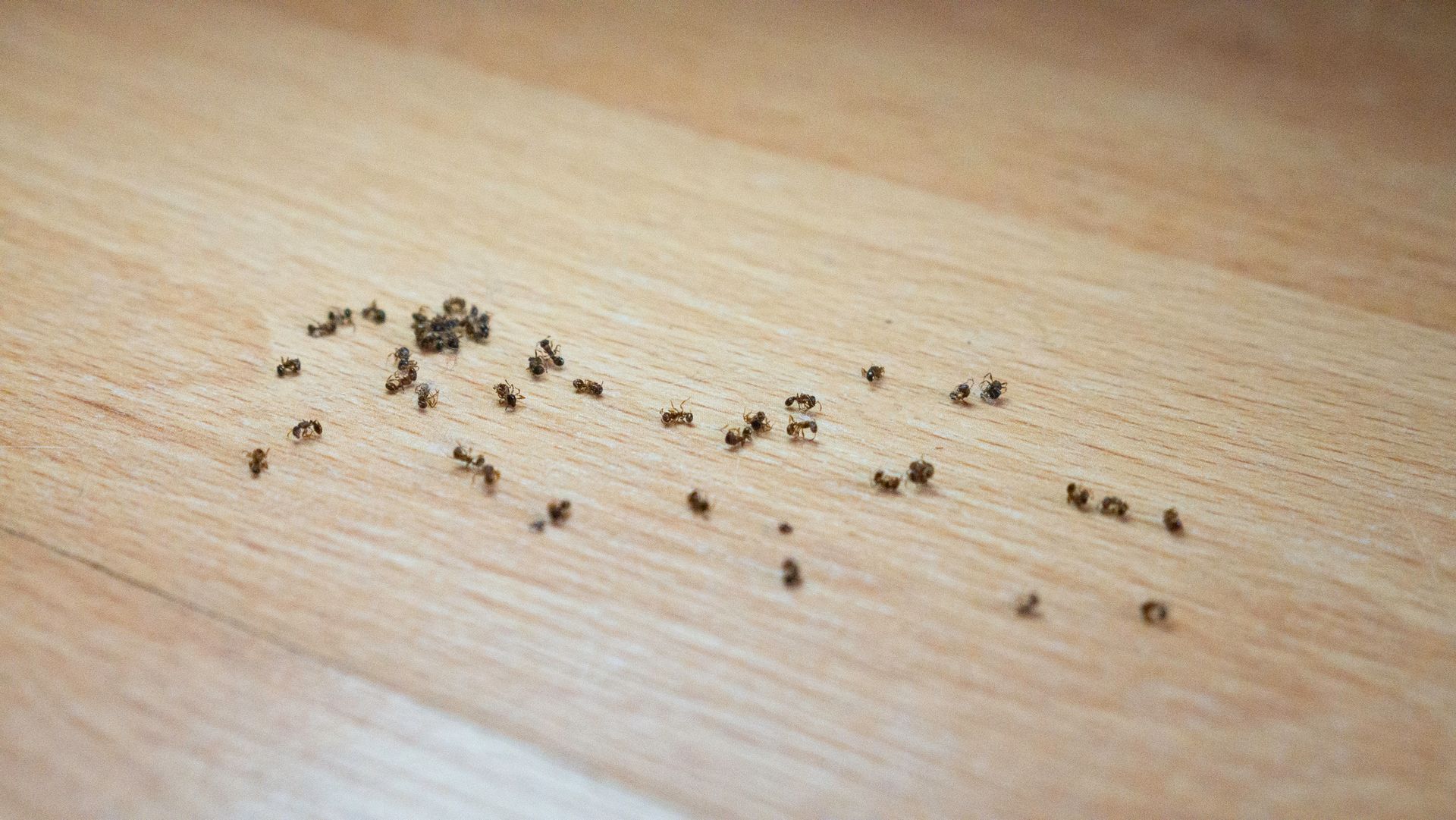Ants invading house