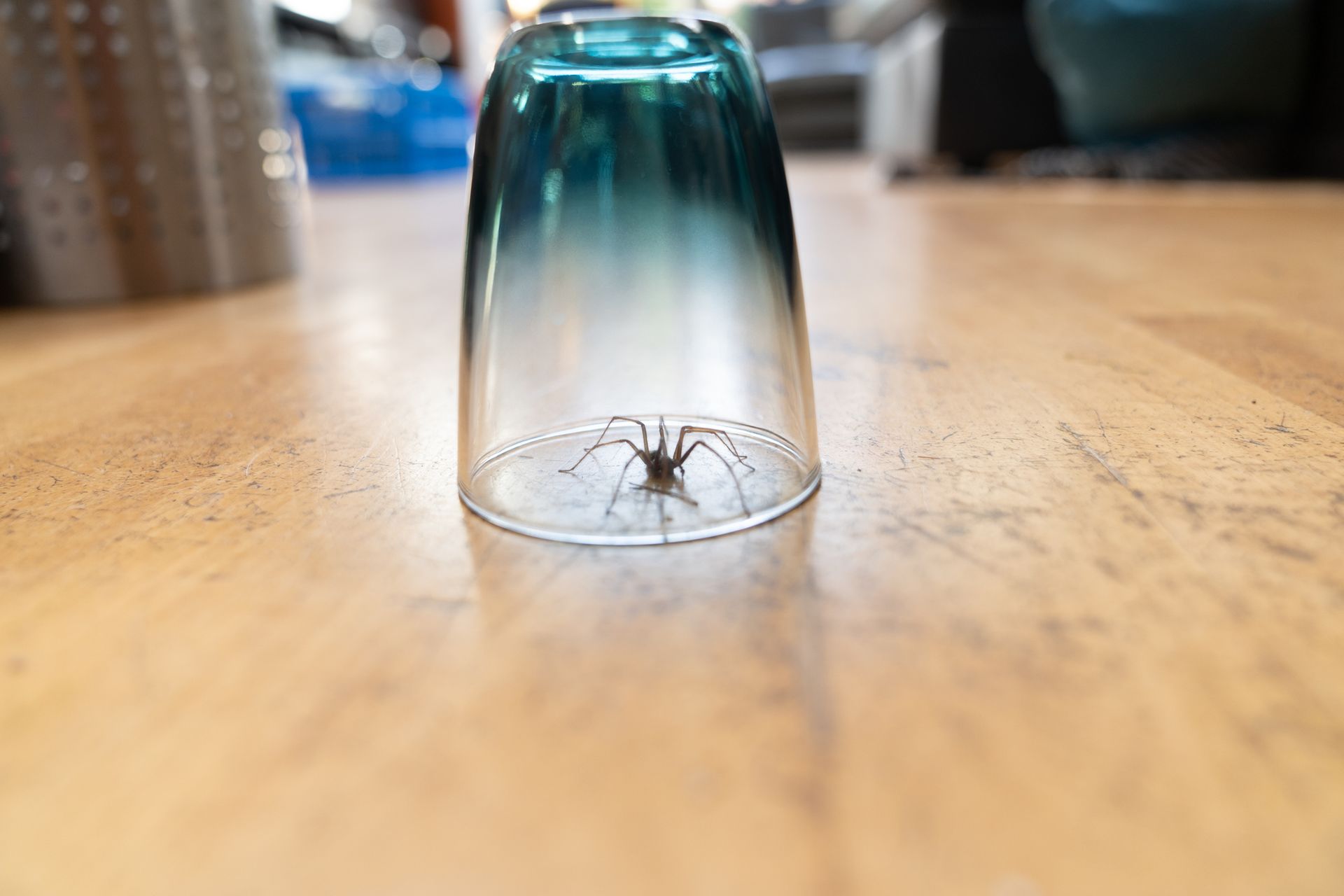 spider stuck in jar