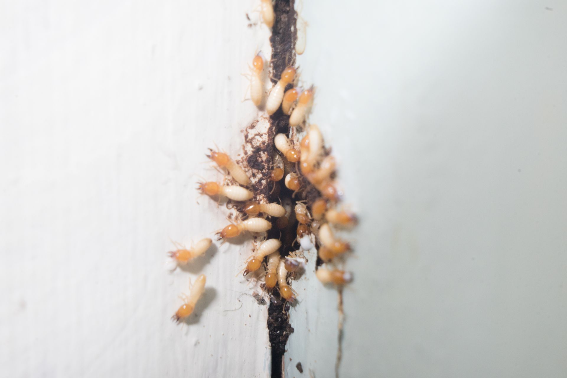 Termites crawling out of wall