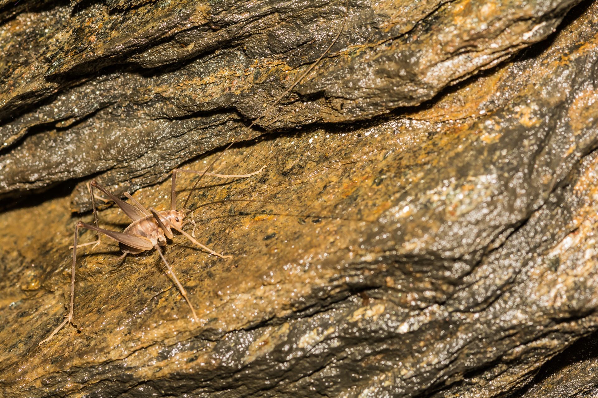 Cave Cricket