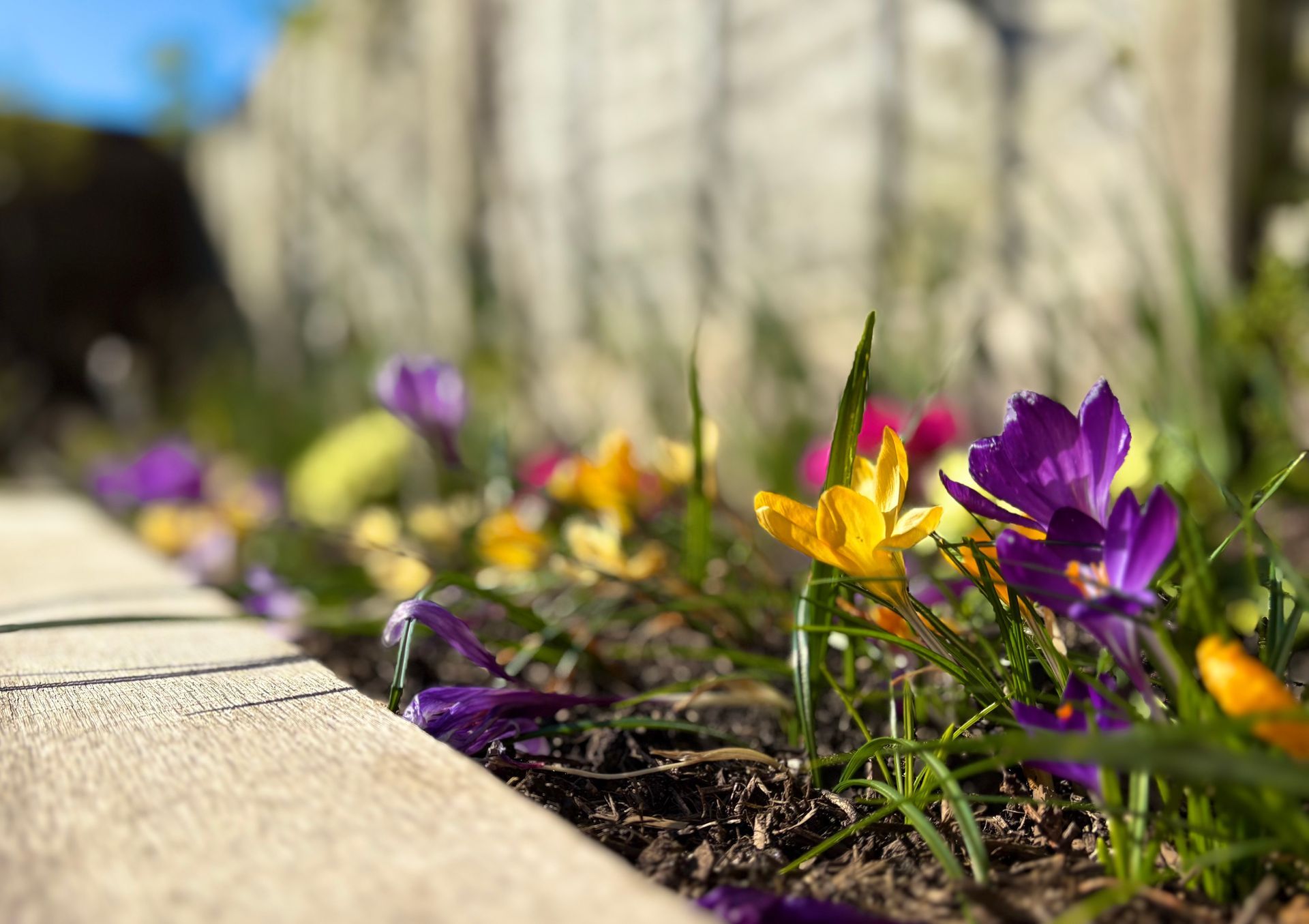 A row of colorful flowers growing in a garden next to a sidewalk.