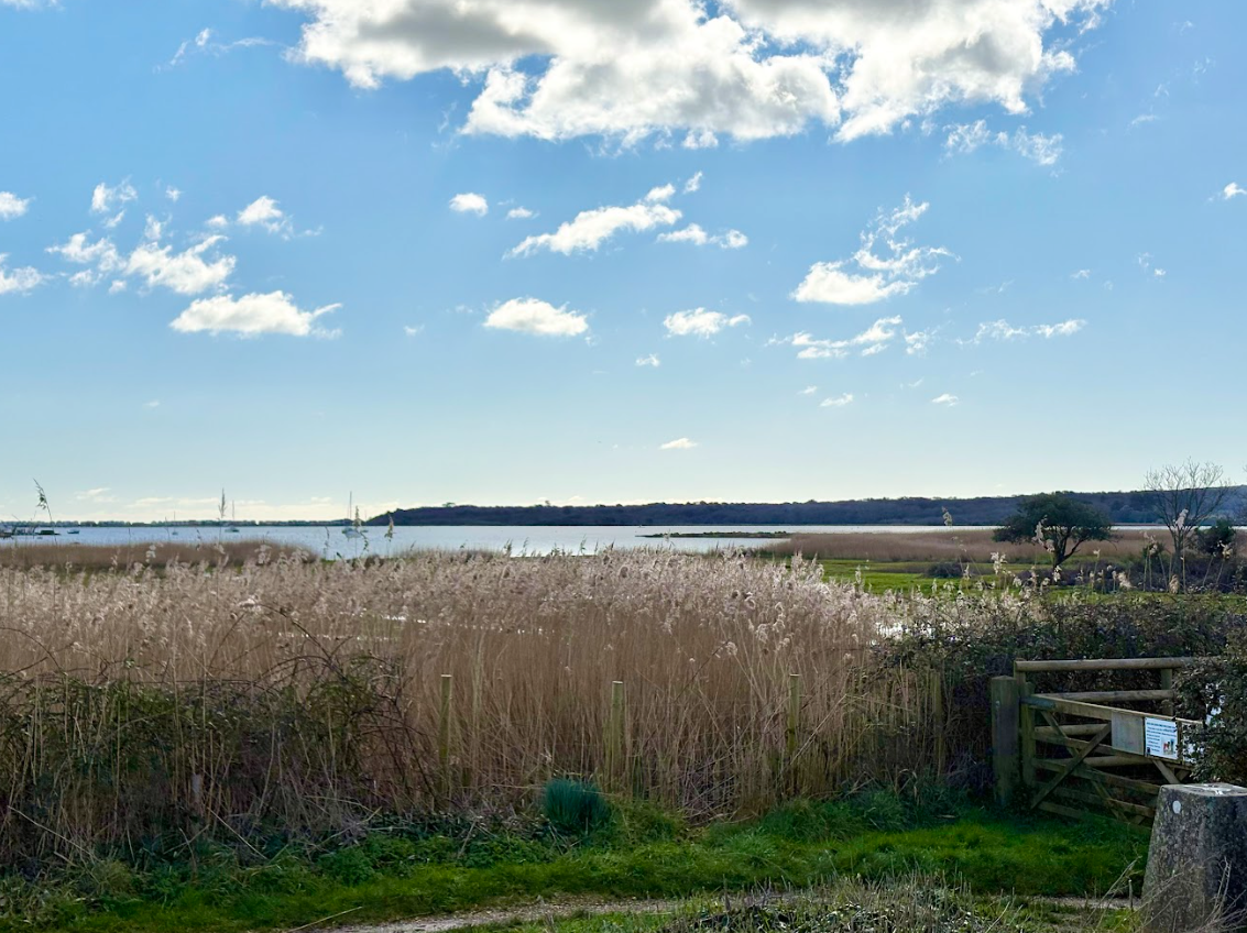 A field of tall grass with a body of water in the background.