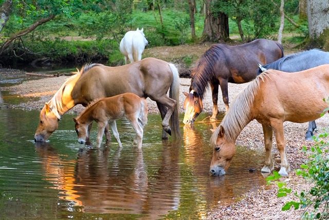 A herd of horses drinking water from a river.