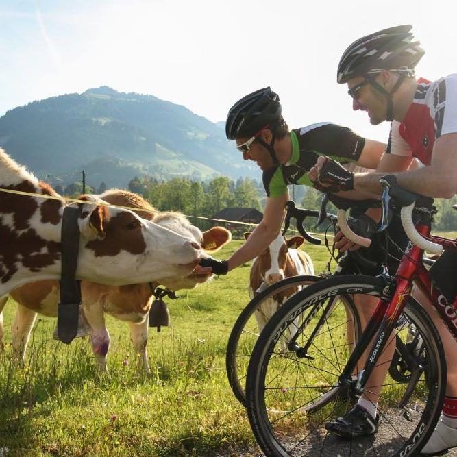 Two cyclists in gear feeding a cow near a mountain; sunny outdoor scene.