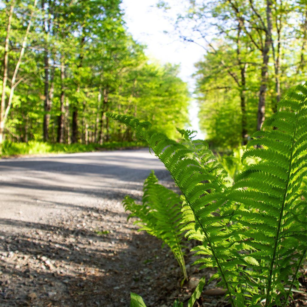Road through a sunny forest with ferns in the foreground and trees lining the road.