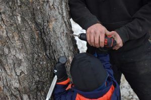 Person drills a tree, child watches. Snowy setting, dark clothing, black beanie, orange jacket.