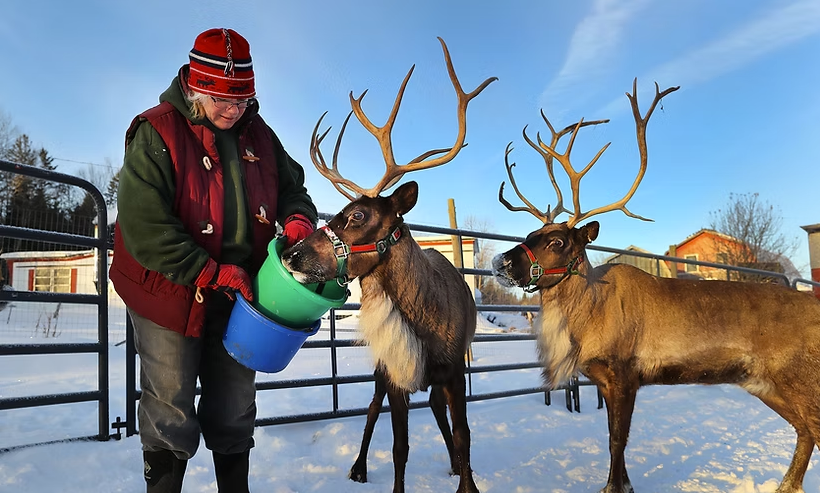 A family visit to Vermont Reindeer Farm makes a perfect gift this holiday!