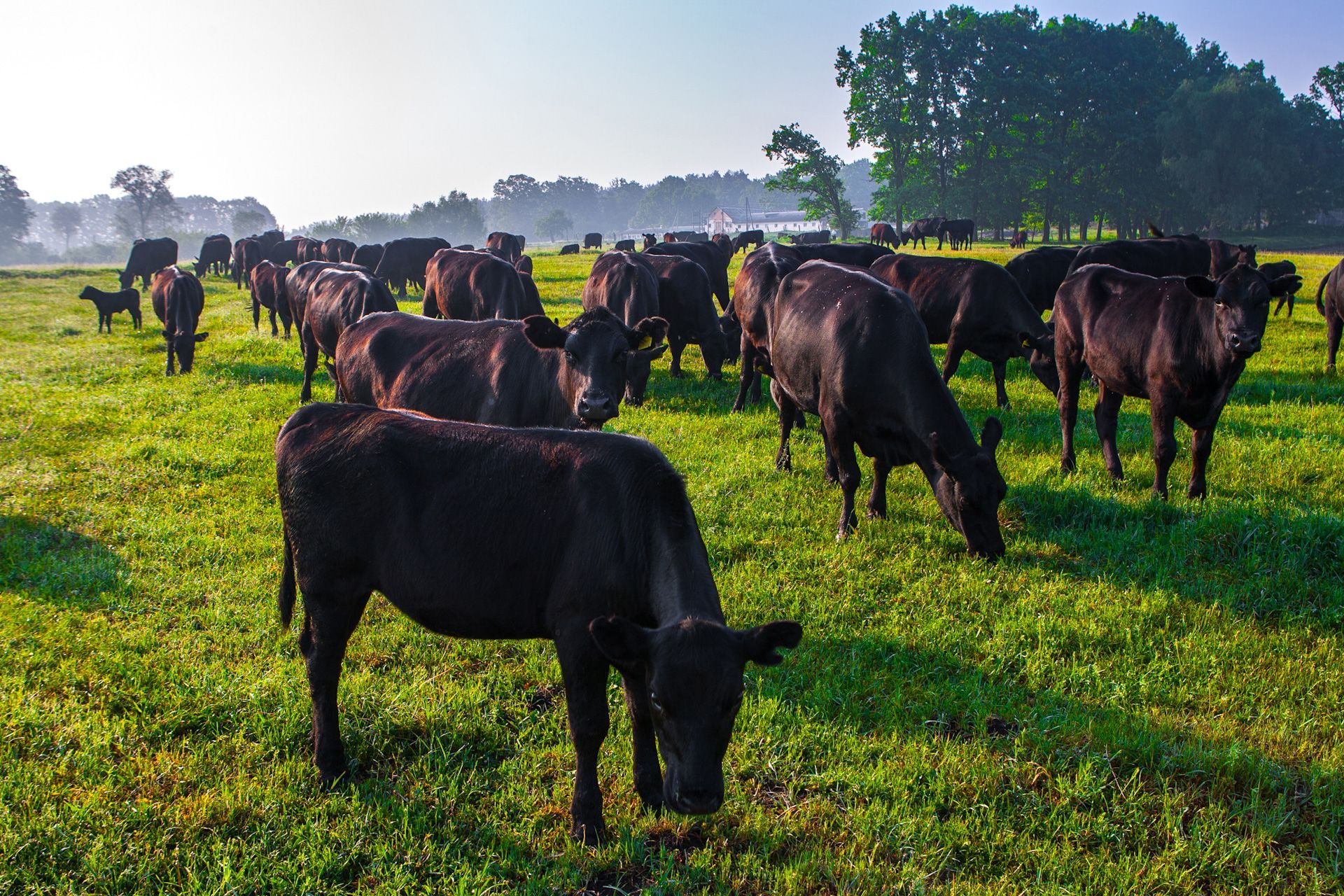 A herd of cows grazing in a grassy field
