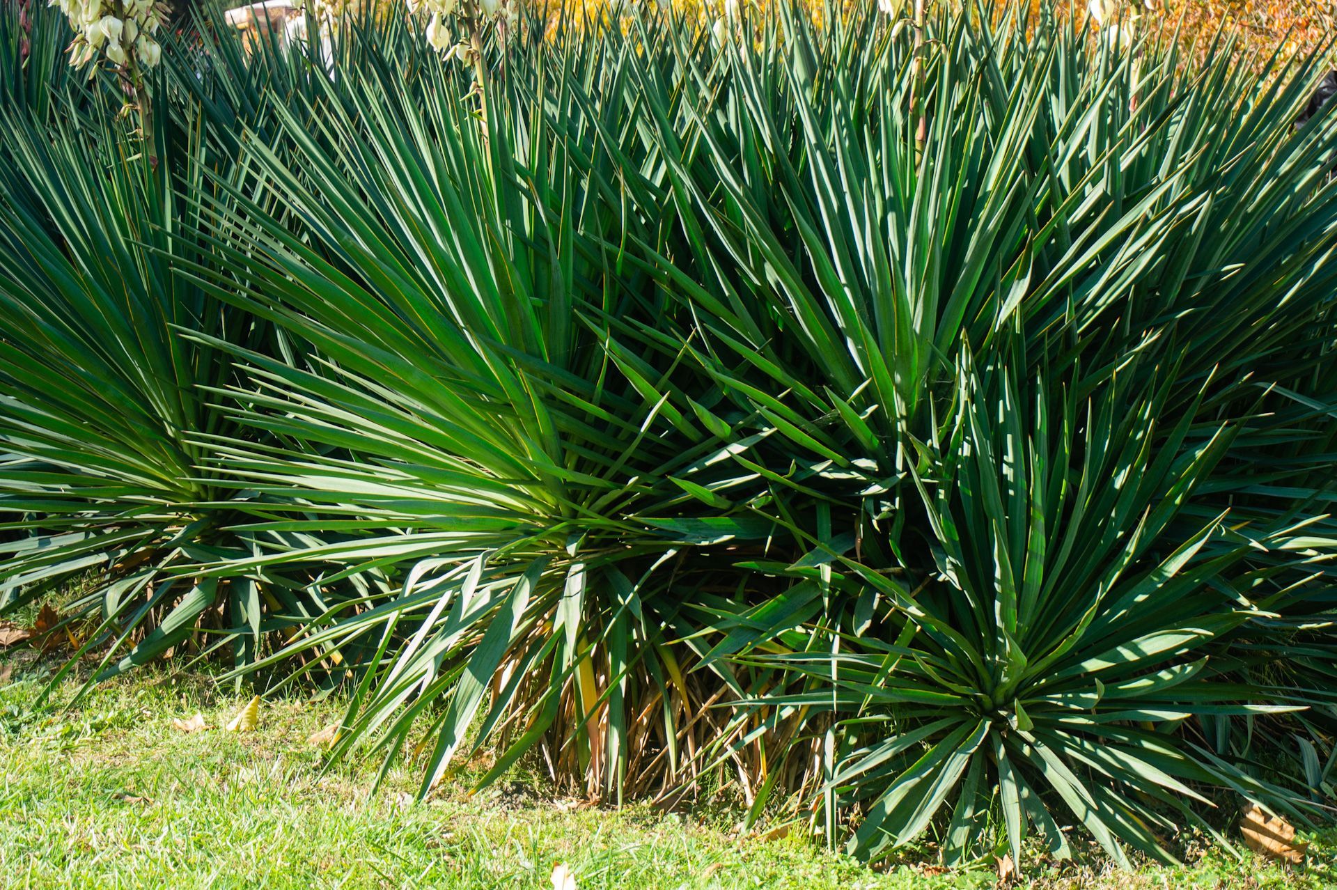 A bunch of green plants are growing in the grass.