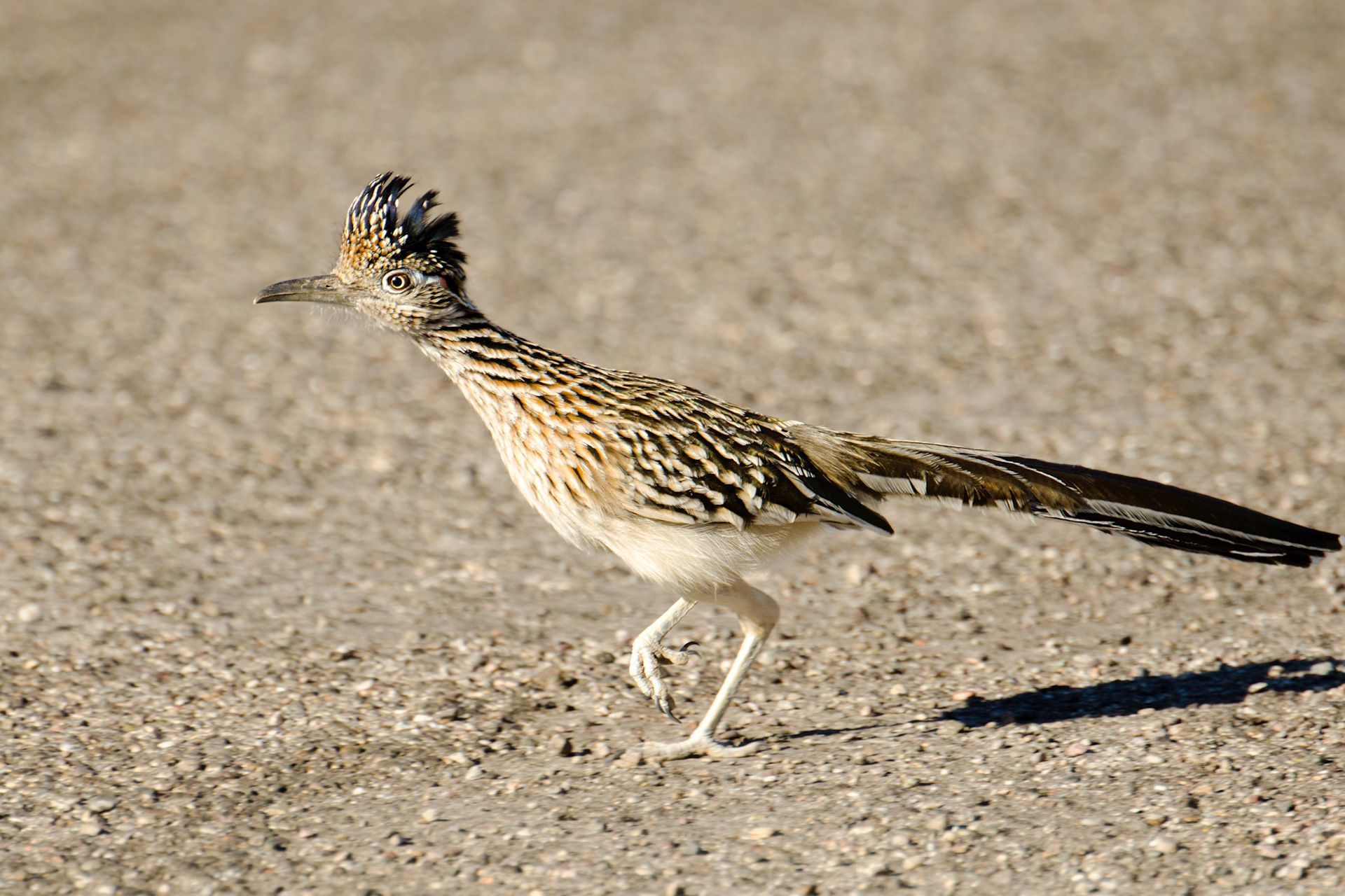 A bird with a long tail is walking on a dirt road.