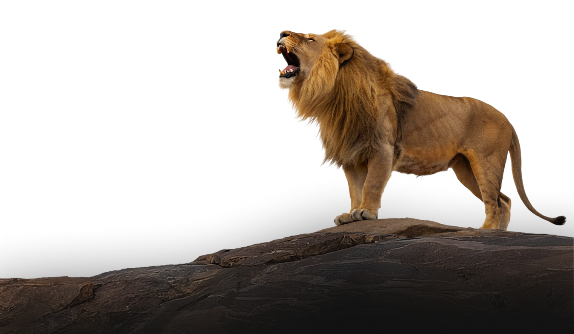 Lion standing on a rocky outcrop, roaring against a white background.
