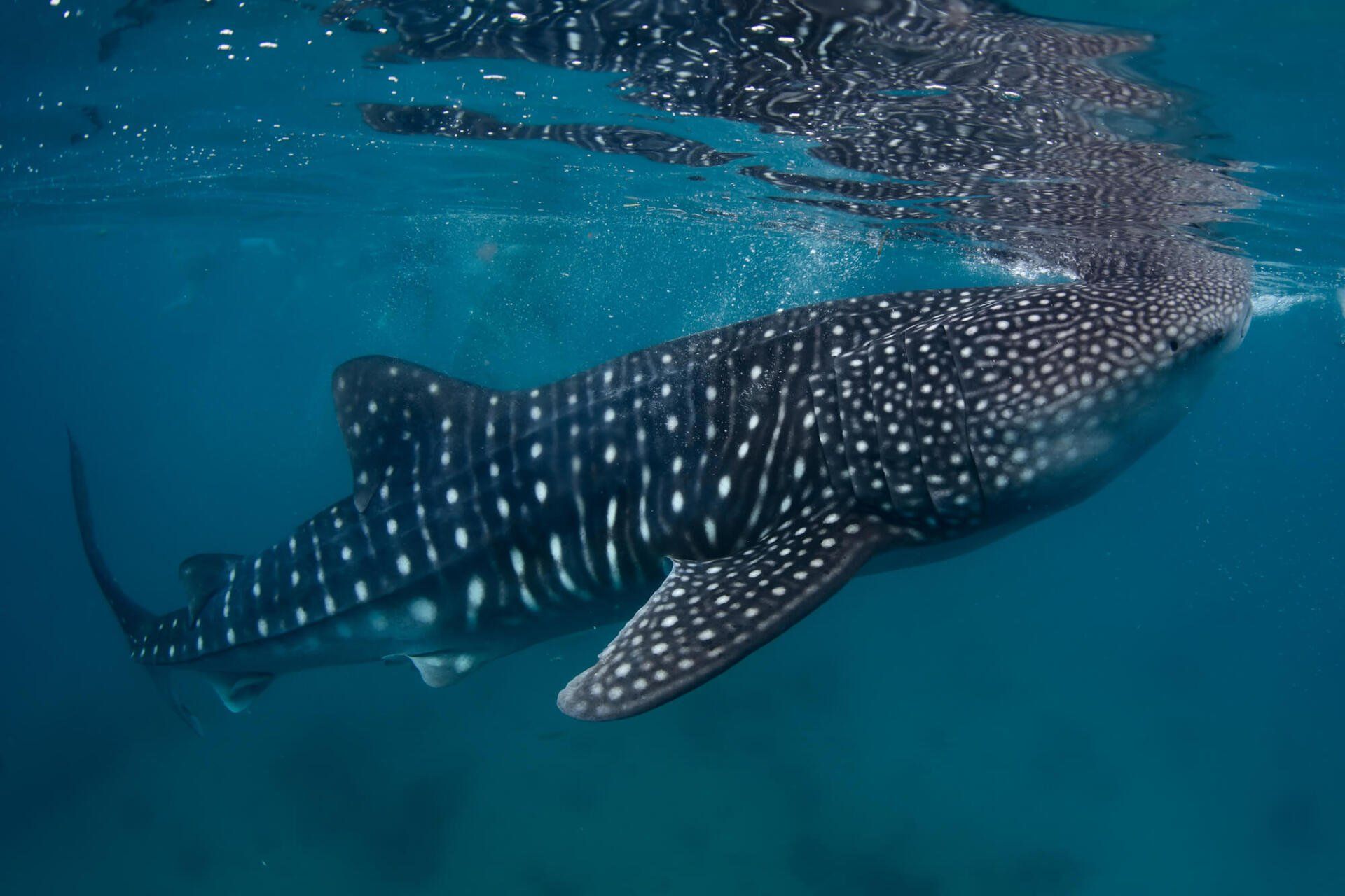 whale shark