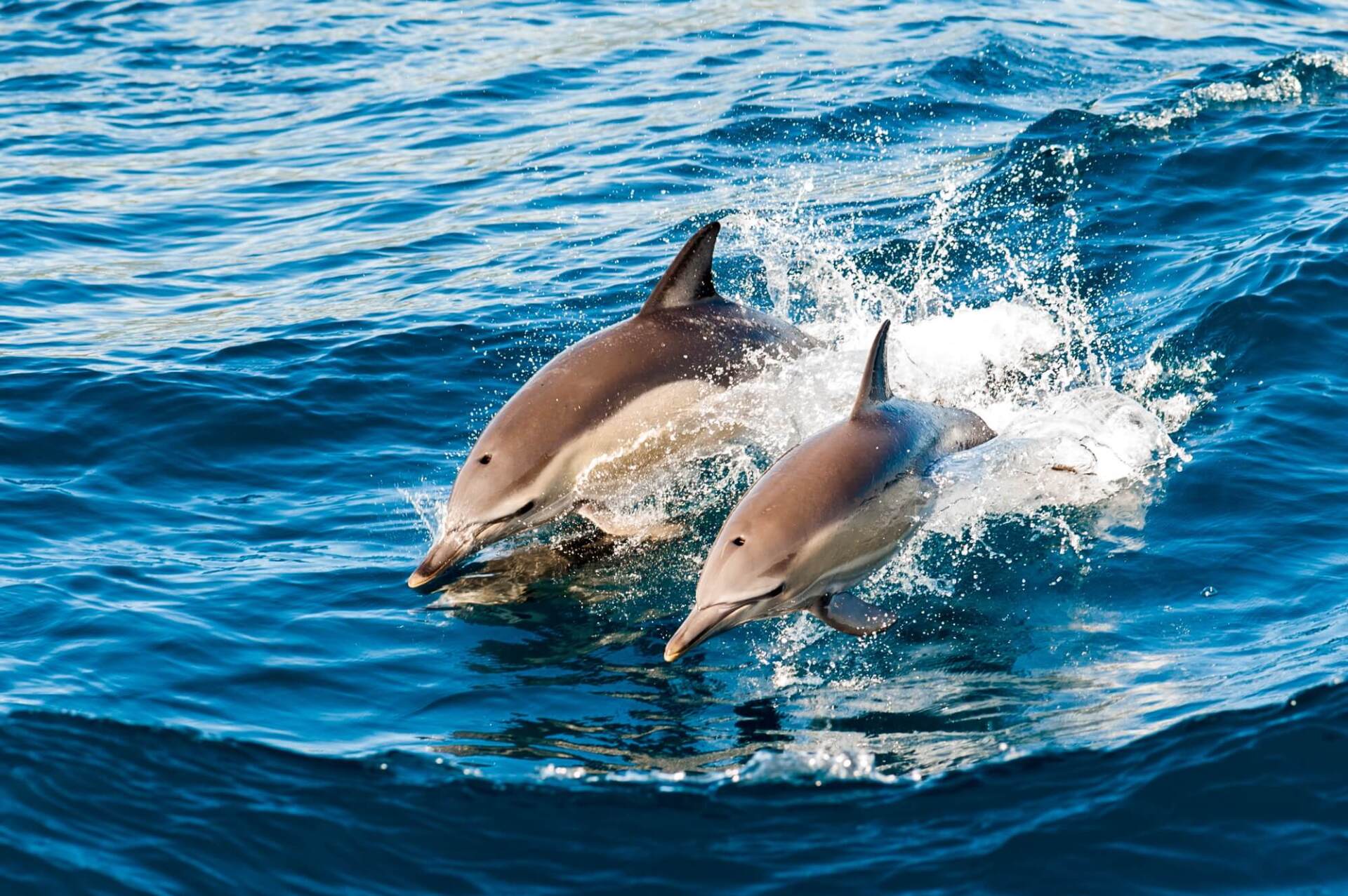 dolphins jumping