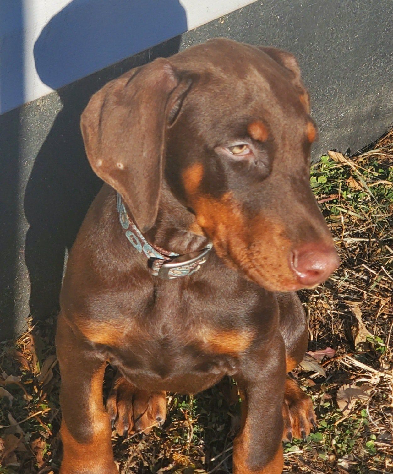 Brown and tan dog wearing a collar, sitting outdoors and looking to the side.