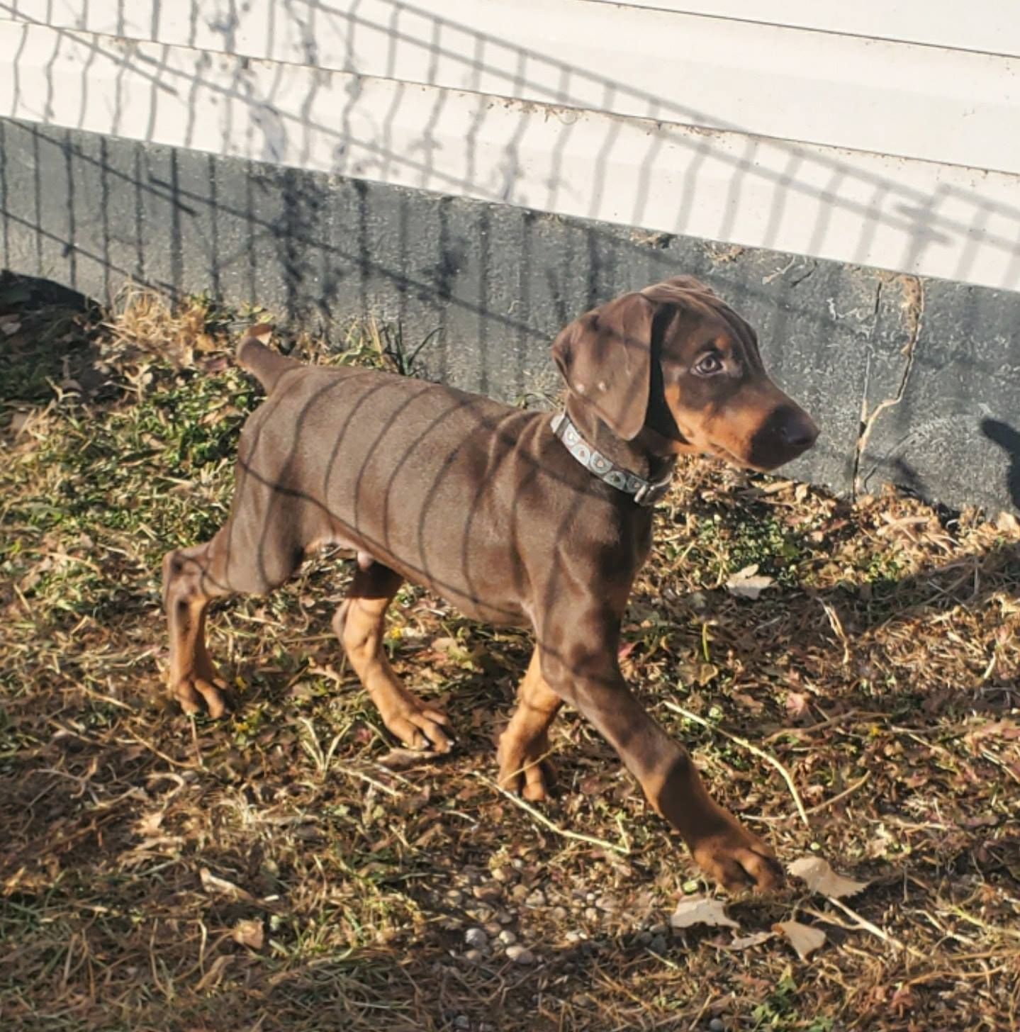 Brown dog walking in a grassy yard beside a white wall in sunlight