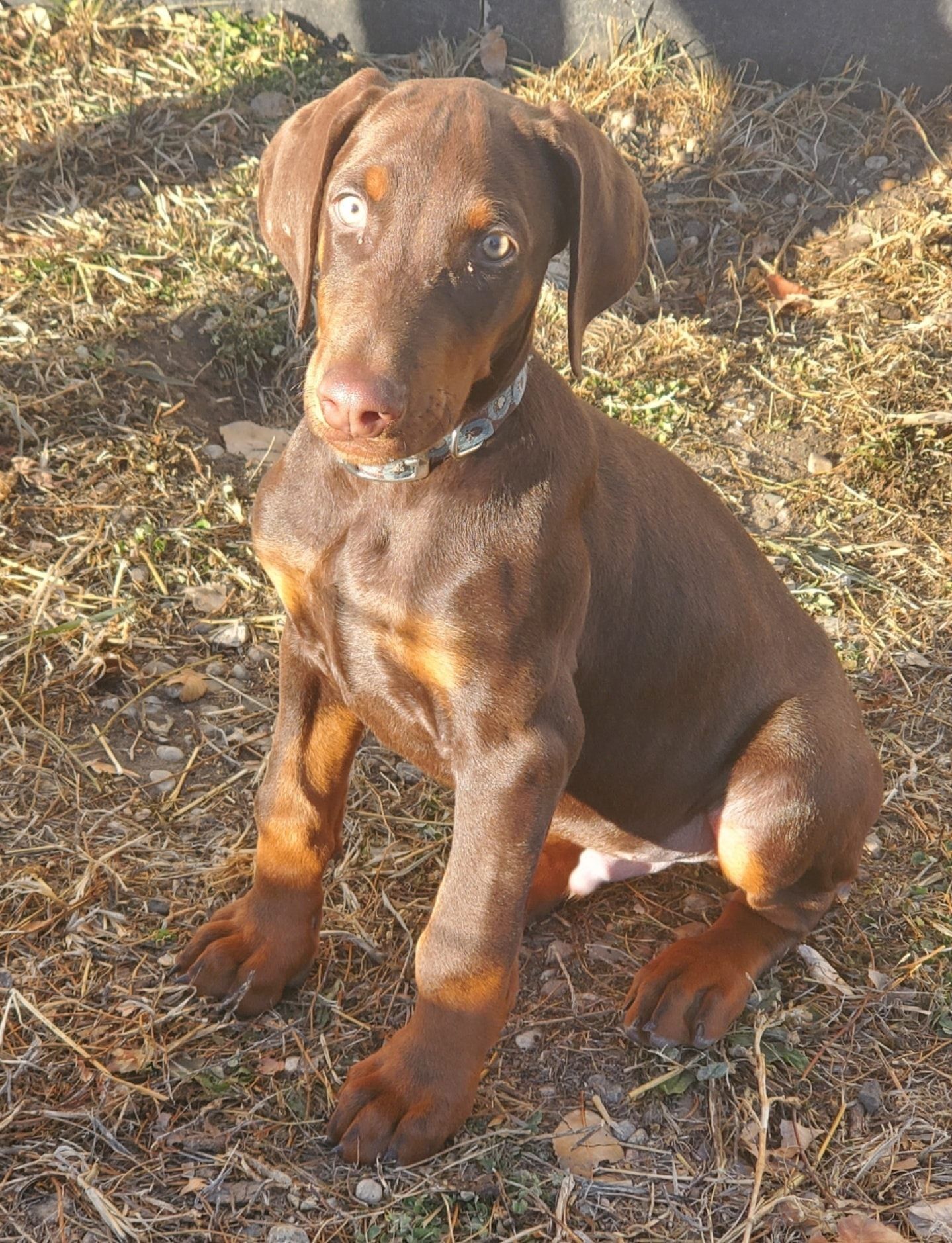 Brown puppy sitting on dry grass, looking at the camera with a collar on.