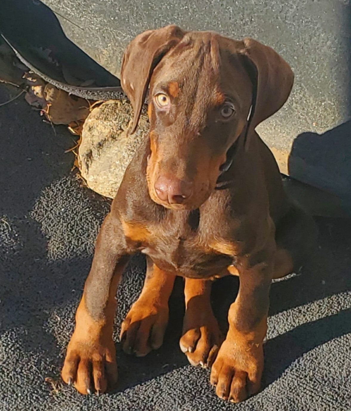 Chocolate Labrador puppy sitting on pavement, looking up with floppy ears and big paws.
