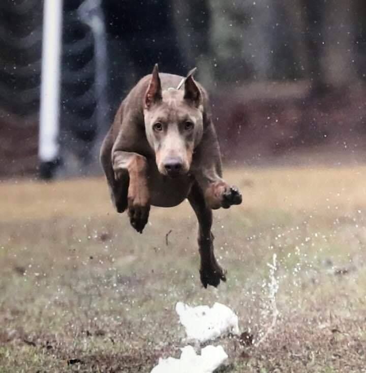 Brown dog leaping over a splash in a grassy field, ears up and focused.