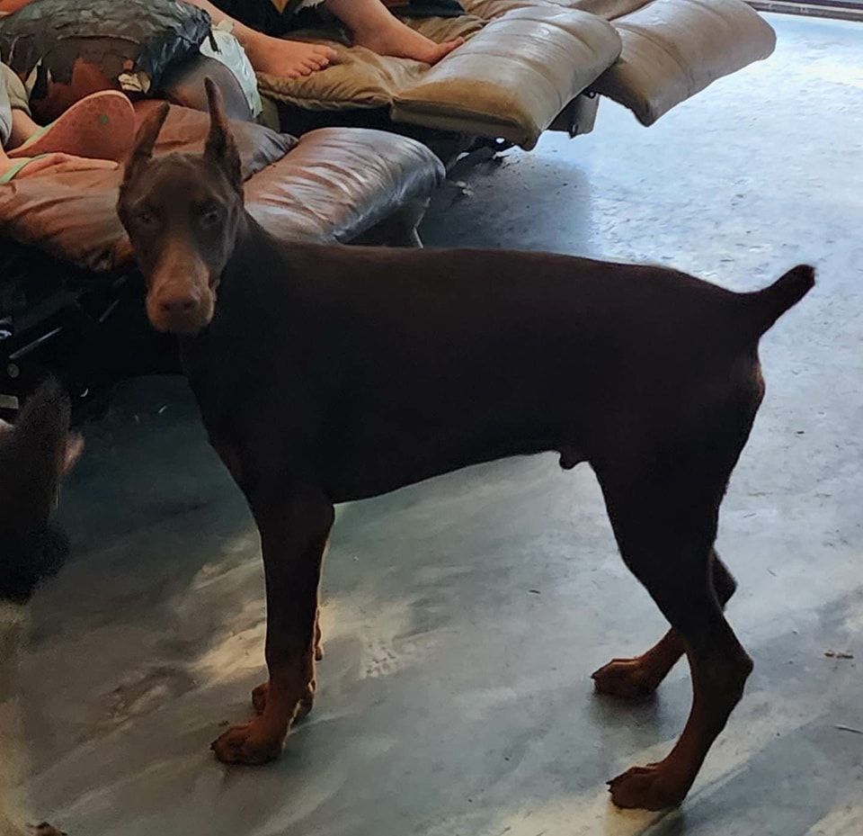 Brown-and-tan dog standing on a concrete floor near a couch and pillows, looking toward the camera.