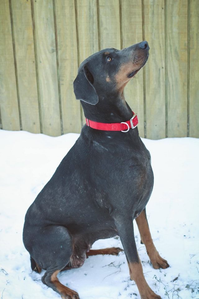 Black and tan dog wearing a red collar sitting in the snow and looking up by a wooden fence