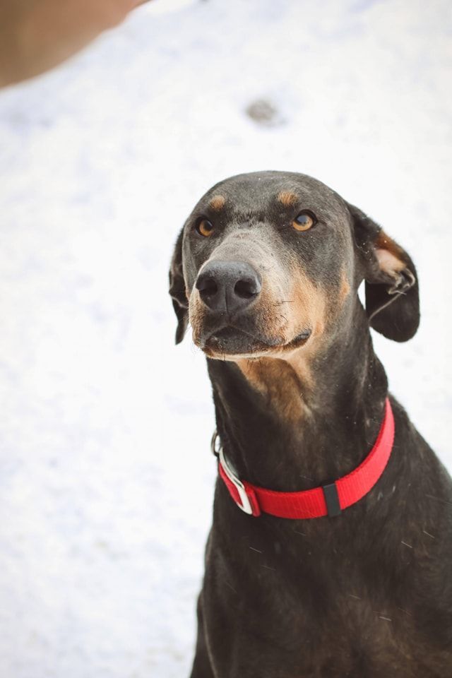 Black dog wearing a red collar sitting in the snow, looking at the camera