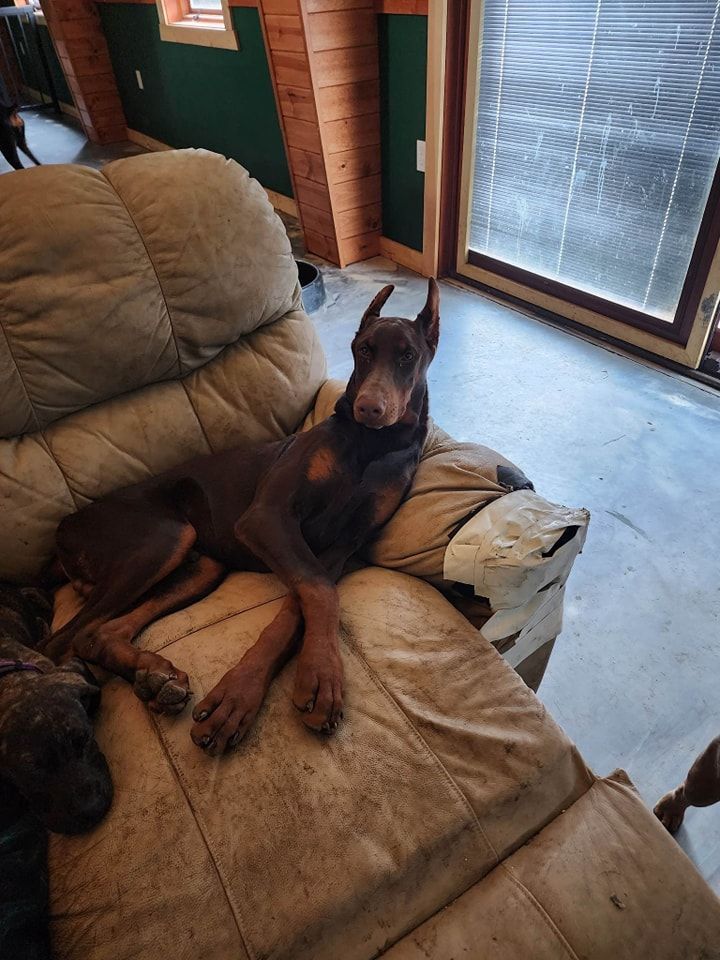 Doberman lounging on a tan recliner in a sunroom by a glass door