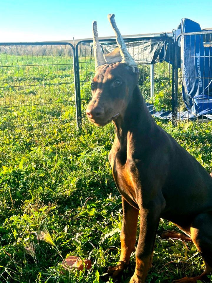Brown dog with cropped ears standing in a sunny grassy field near a fence and blue shelter