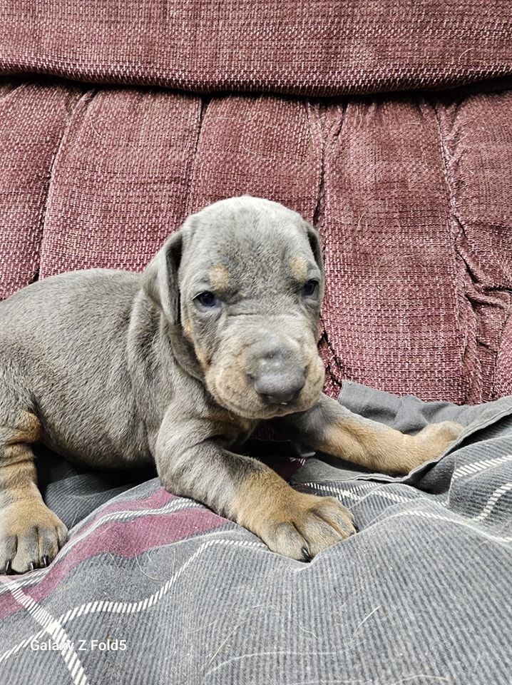 Gray puppy lying on a plaid blanket against a pink couch