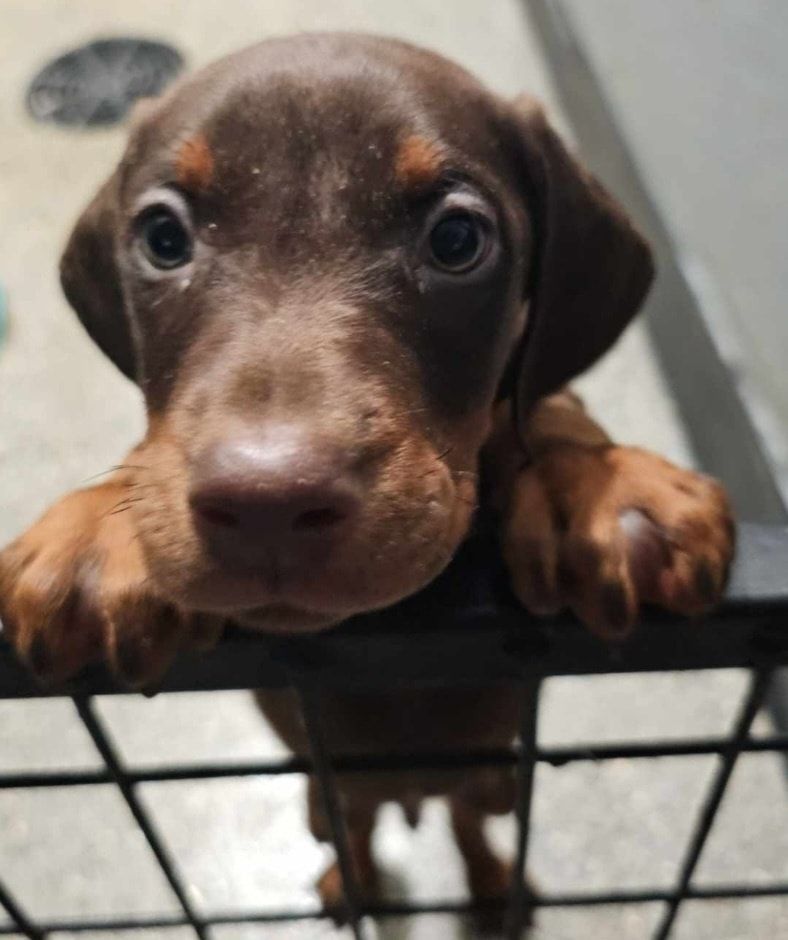 Brown dachshund puppy peeking over a black gate, looking up with big eyes