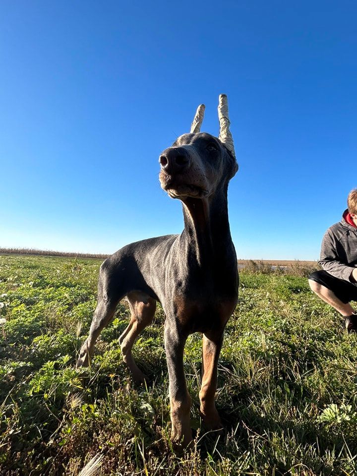 Black dog standing in grassy field under blue sky, with a person seated at right