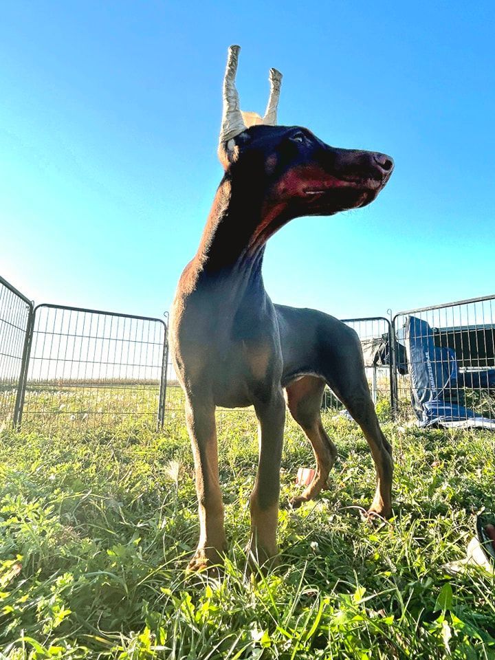 Black-and-tan dog standing in a grassy field by a fence under a bright blue sky.