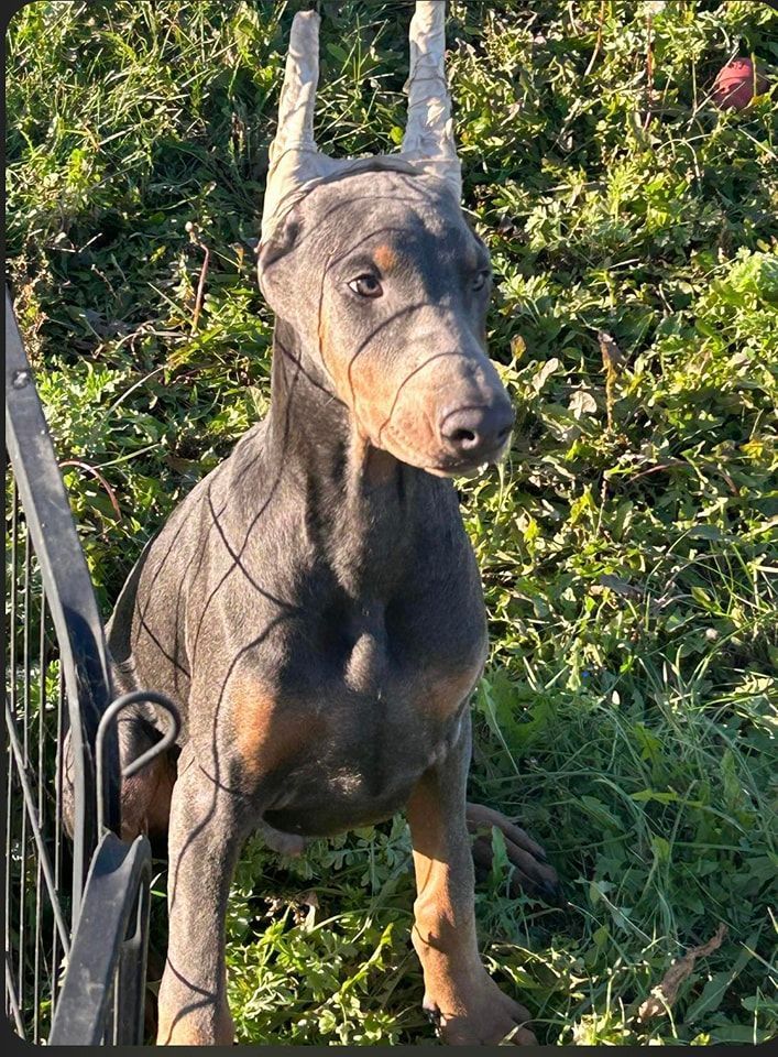 Black-and-tan Doberman sitting in grass, looking at the camera with cropped ears.