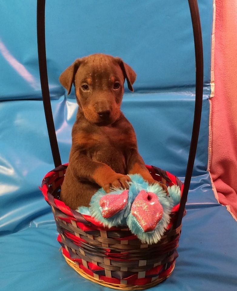 Brown puppy sitting in a red basket, holding a blue plush toy on a blue backdrop.