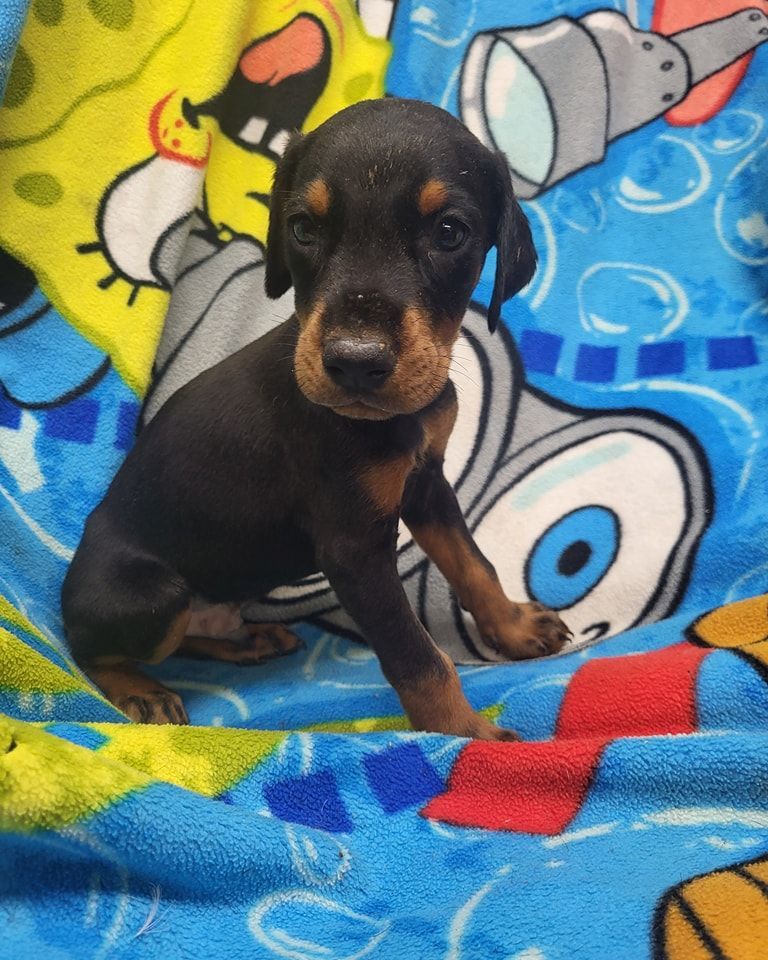 Black and tan puppy sitting on a colorful cartoon blanket, looking at the camera.