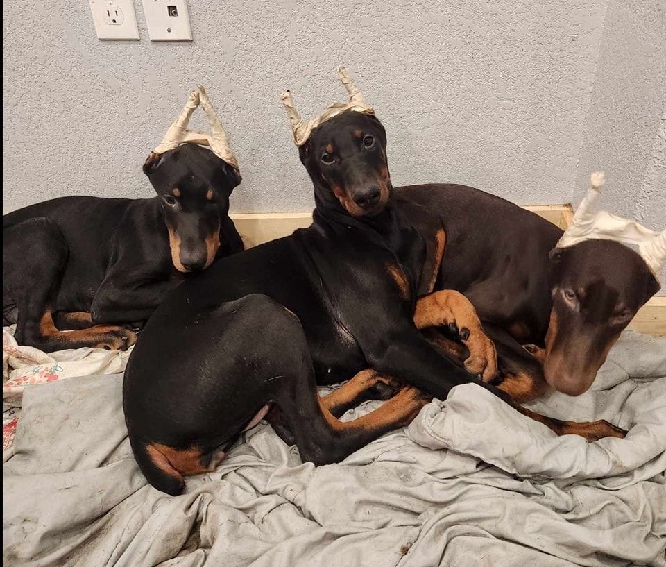 Three black and tan dogs wearing party hats lie together on a bed.
