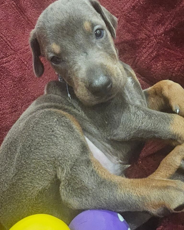 Small gray-and-tan puppy lying on a red blanket, looking at the camera