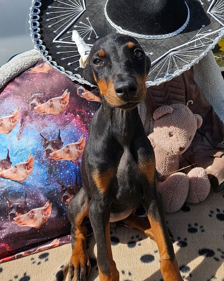 Small black-and-tan dog sitting in a sun hat beside colorful pillows on a patio