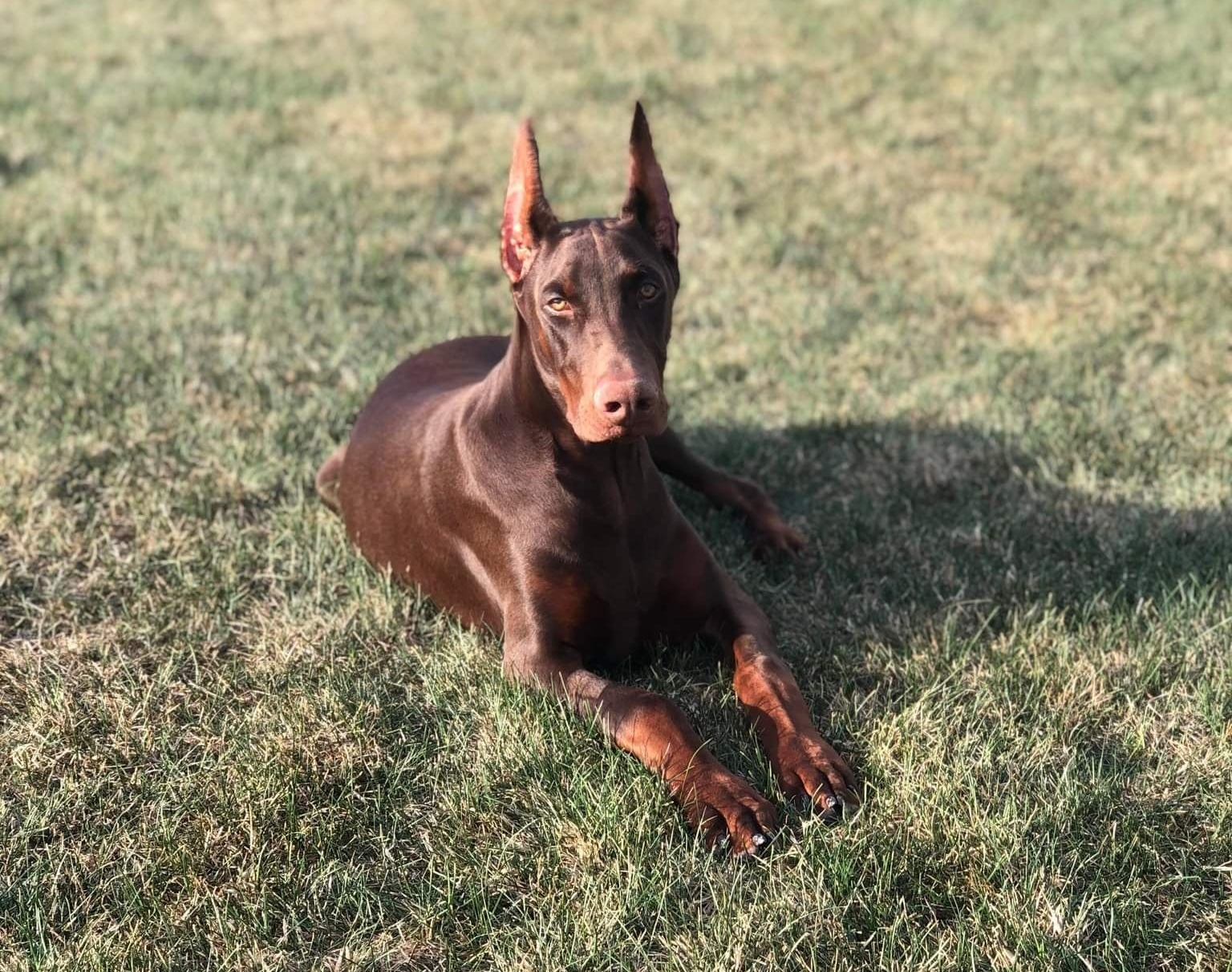 Brown Doberman lying on grass, ears up, facing the camera.