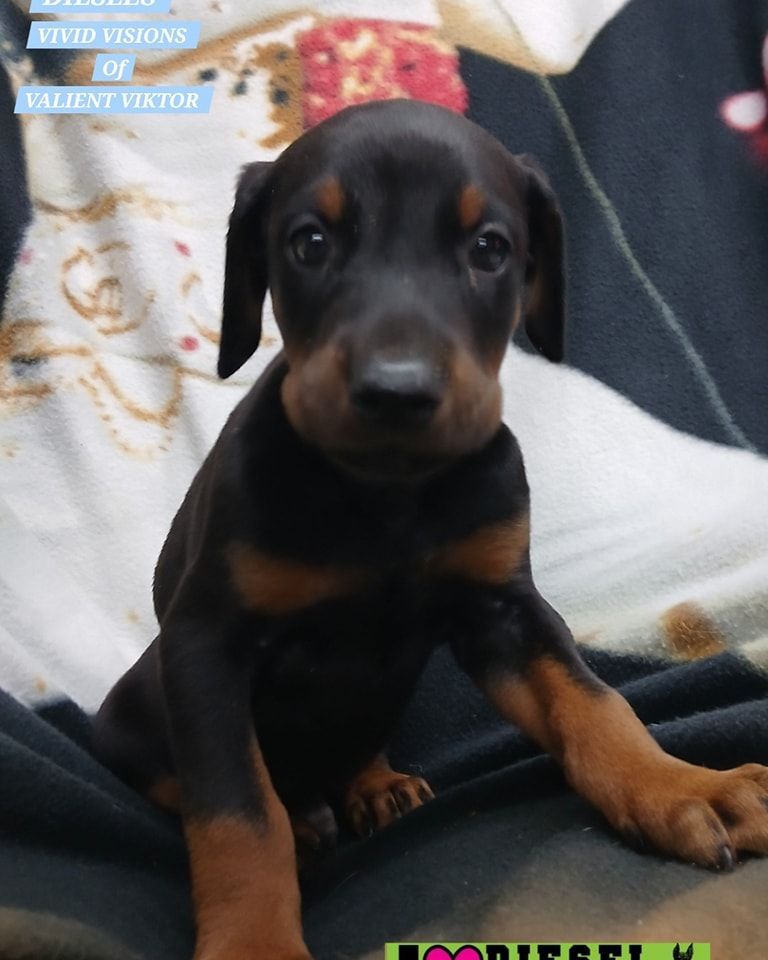 Black-and-tan puppy sitting on a couch with a patterned blanket in the background
