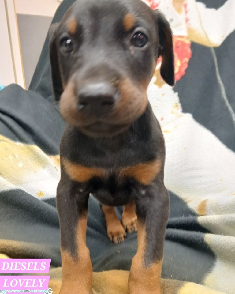 Black-and-tan puppy sitting on a bed, looking at the camera.