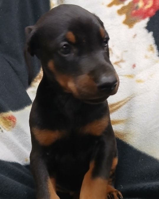 Black-and-tan puppy looking to the side, sitting on a patterned blanket.