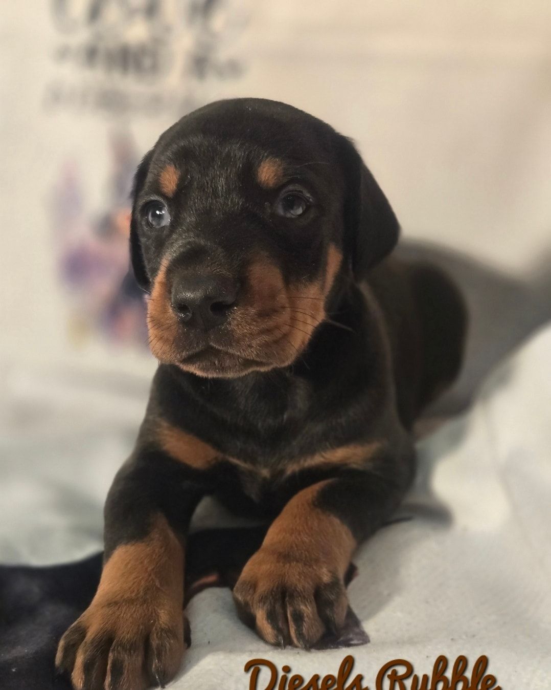 Black-and-tan dachshund puppy lying on a white blanket