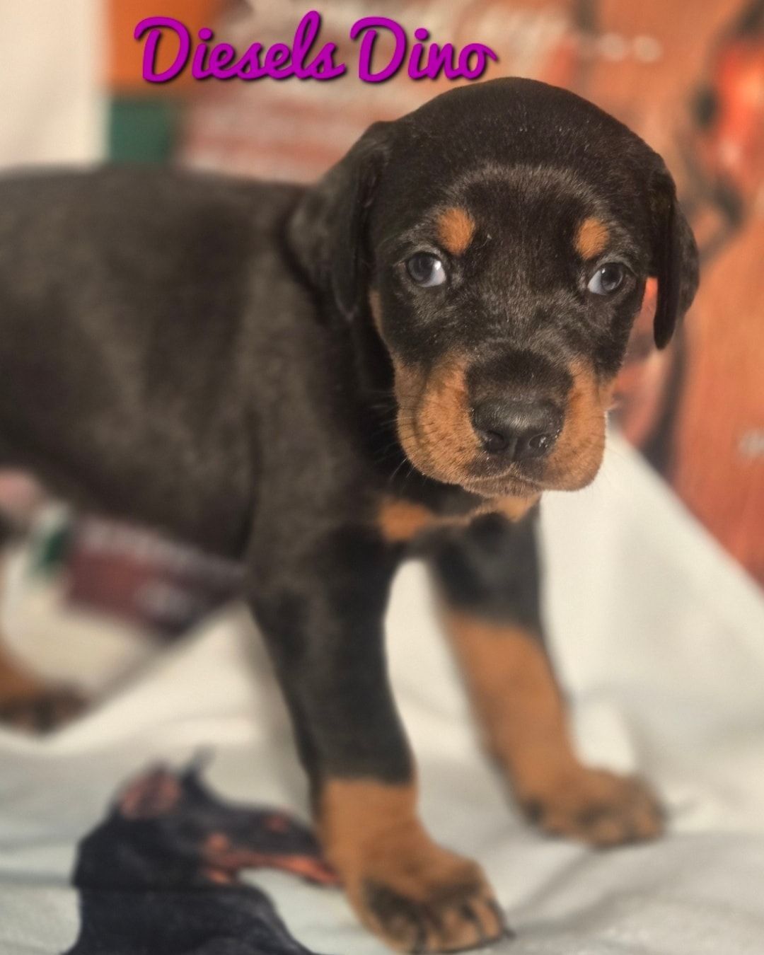 Black-and-tan puppy standing on a blanket with “Diesel Dino” text at top