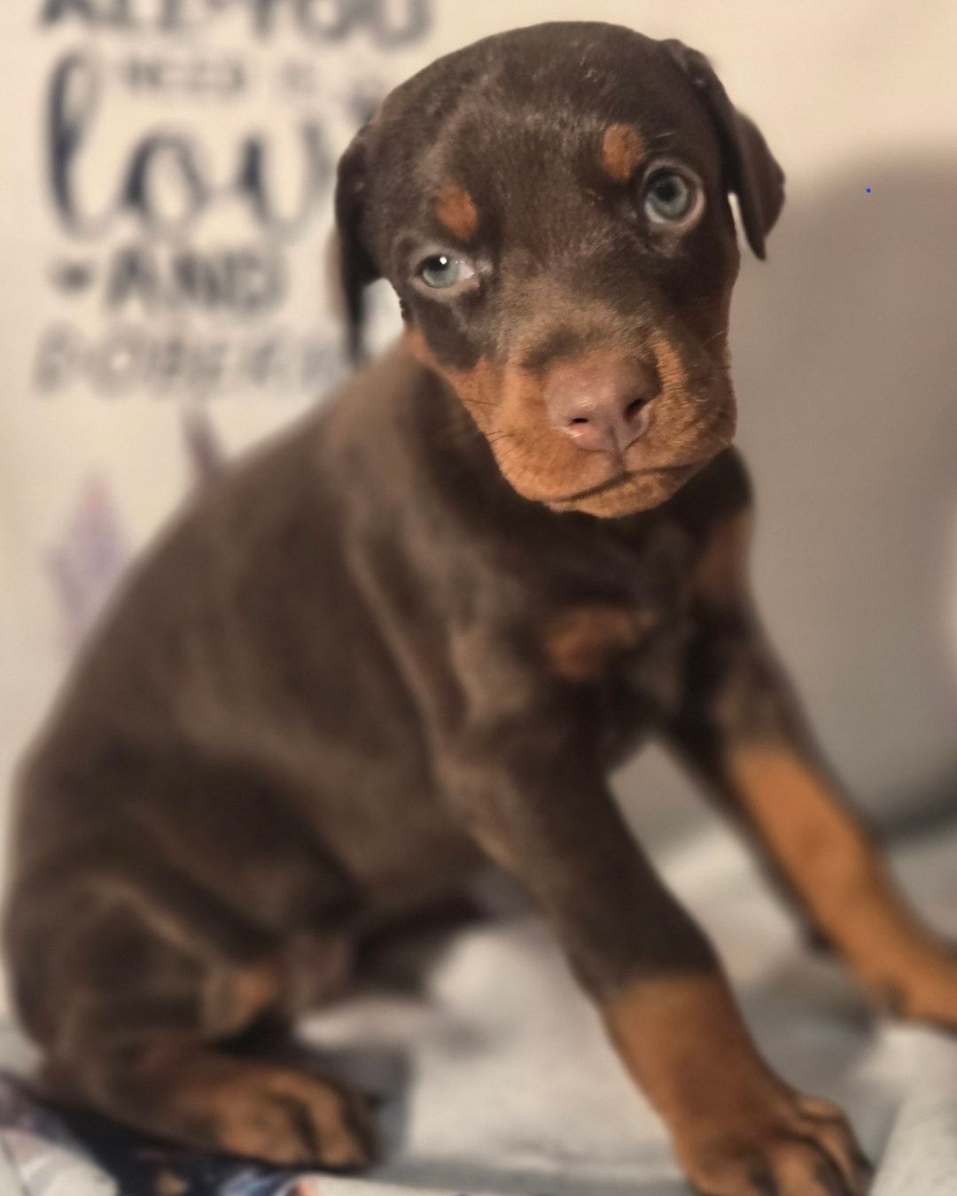 Chocolate and tan puppy sitting and looking at the camera, with a blurred background